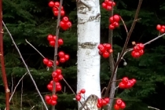 image000000001002003004005006007008