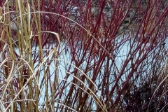 image000000001002003004005006007008009010