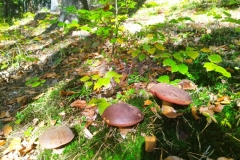 1_311445896_5249646851810922_6649867560011839572_n