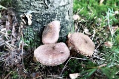 311051277_599435725250667_157682459447492404_n