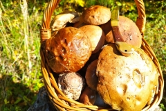 311418750_1468367120311072_4581117356535277606_n