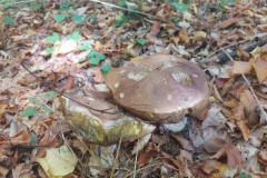 311419820_1117832798937154_3819252384965402134_n