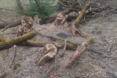 5b146a21-5de9-42c2-9550-a5517a973830