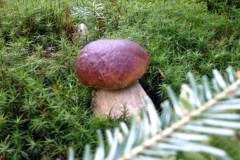 fotogrzybobranie-002