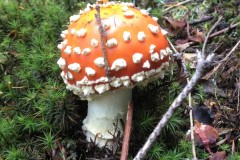 fotogrzybobranie-004