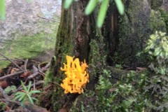 fotogrzybobranie-006