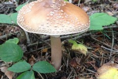 fotogrzybobranie-007