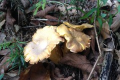 fotogrzybobranie-009