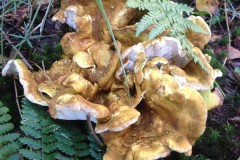 fotogrzybobranie-010