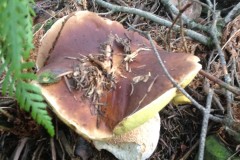 fotogrzybobranie-011