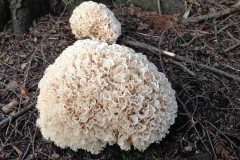 fotogrzybobranie-013