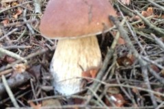 fotogrzybobranie-014