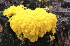 fotogrzybobranie-015