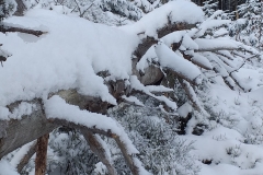 137520119_693547831331931_1583119989020706255_n