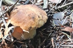 67623536_1498552793620346_5830971875928309760_n