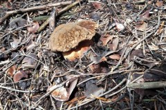 67651704_2480227172068169_6930142620739960832_n