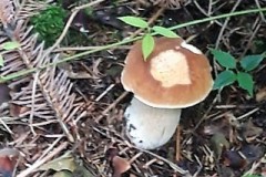 67675111_344091379871823_6798737744131522560_n