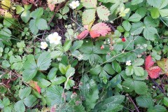 67675625_1967695549997520_3508339624806187008_n