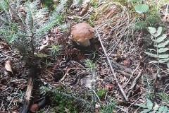 67719841_449924579182669_2212880280337776640_n