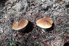 67752303_439570536638133_6315431241885679616_n