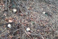 67754876_372539973407129_2731492925585227776_n