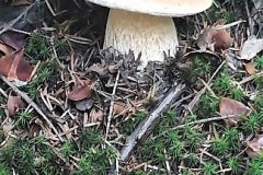 67777164_325079078186364_5033522609430462464_n