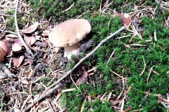 67797599_491881351662639_3520677601263747072_n