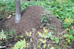 67798743_493912138076176_3715511753195388928_n