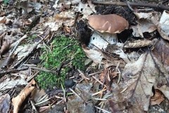 67802807_708315302943706_7391344399487074304_n