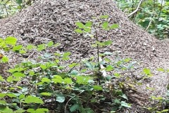 67803461_910475432652761_3340587011202351104_n