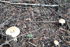 67938811_219815255599467_2798831123658964992_n