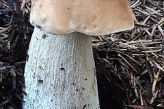 68269892_2322733501325163_5200696394586783744_n