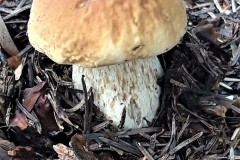 68297671_2894449227248716_4264509526830481408_n