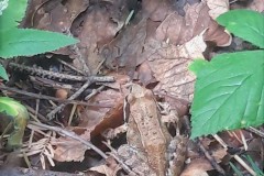 68391792_507813776620613_1998315134547656704_n