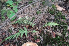 68557203_489194041655402_3935997081906315264_n