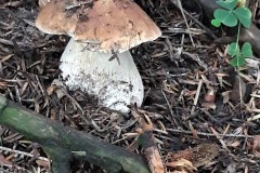 68641202_716145795477866_734652927620153344_n