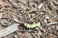 68854560_664808397366415_8292998798175633408_n