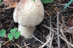 69061300_469350290563927_8767120177851531264_n