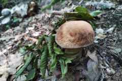 356415718_243183075165307_6617535318834829950_n