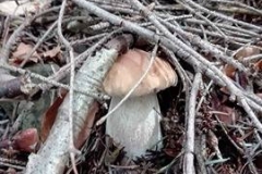 22119249_1476958929055389_611739084_n