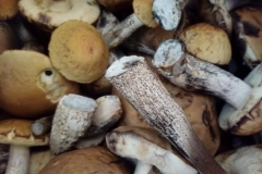 69447252_2398542703568026_6982626412427476992_n-1