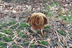 68703889_655879961564599_5770223218543558656_n