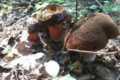 68941346_2187919941336953_3955300425871130624_n