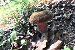 68952595_443378243057626_1911671311881469952_n