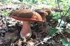 68991808_2384170991666984_1293958223333687296_n