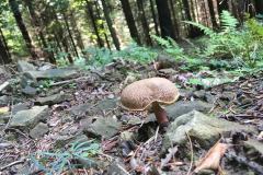 69262105_343849996493564_1230542322538643456_n