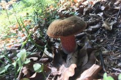 69534312_443378246390959_7330224094287233024_n