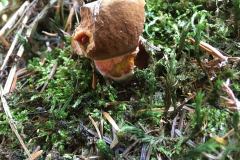 69578676_2414734778618487_8468248375978885120_n