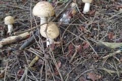 225259058_307109454542724_5285701137731933231_n