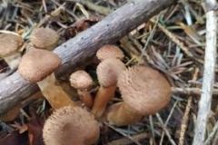 242149996_1293539754410965_8324247504397626195_n